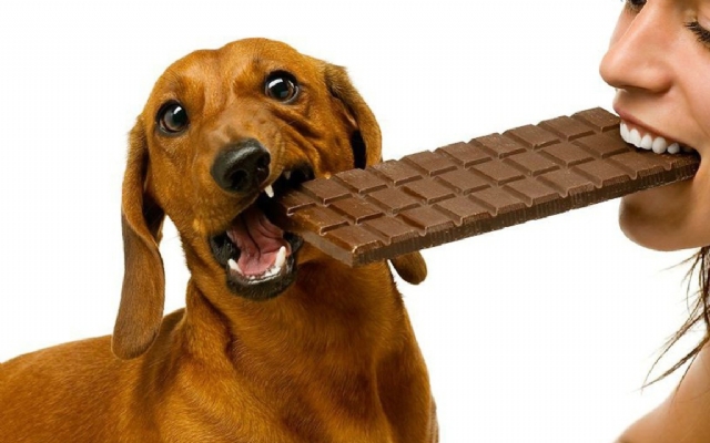Cachorro pode comer chocolate? | Jornal da Orla