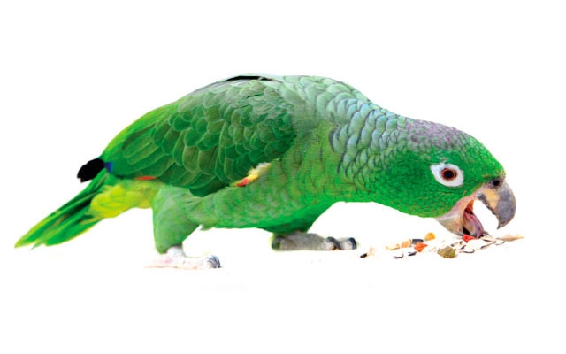Como manter o papagaio saudável | Jornal da Orla