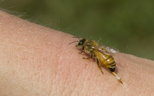 Autorizado teste de soro antiveneno de abelhas