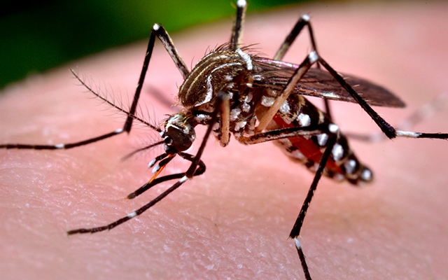 Santos tem confirmado o primeiro caso de zika vírus | Jornal da Orla