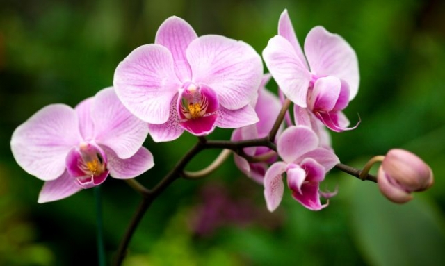 Orquidário vai receber Feira de Orquídeas no feriado