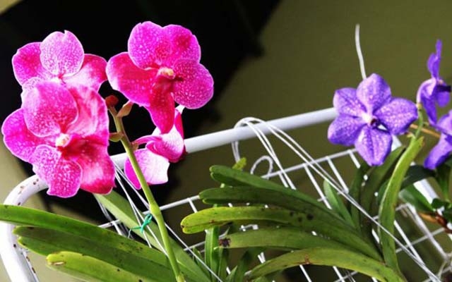 Final de semana tem Feira de Orquídeas e de Orgânicos no Jardim Botânico | Jornal da Orla