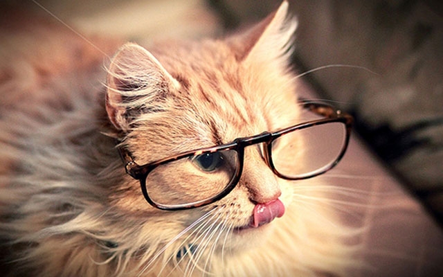 Doenças oculares em gatos | Jornal da Orla
