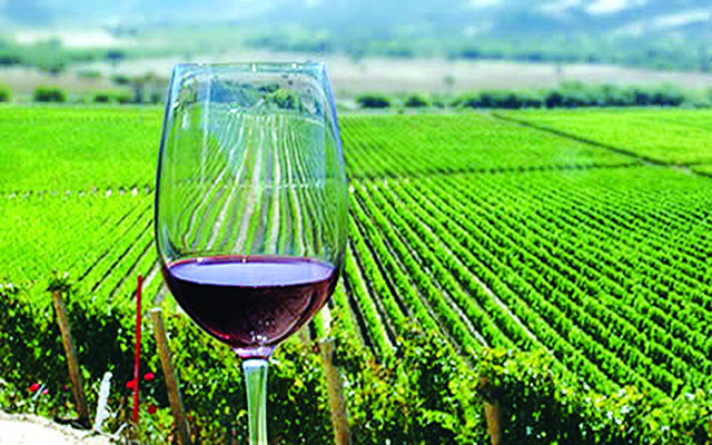 Os ótimos vinhos do Uruguai | Jornal da Orla