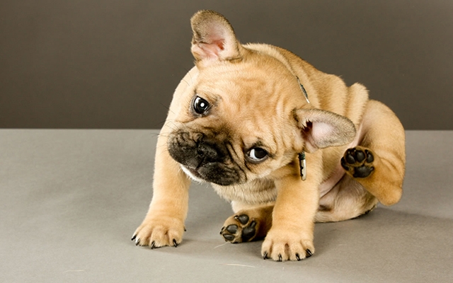Dicas para evitar a otite canina | Jornal da Orla