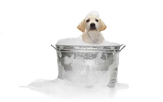 15 dicas para dar banho no seu cachorro em casa | Jornal da Orla
