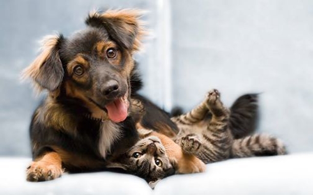 Gatos e cães podem comer a mesma ração? | Jornal da Orla