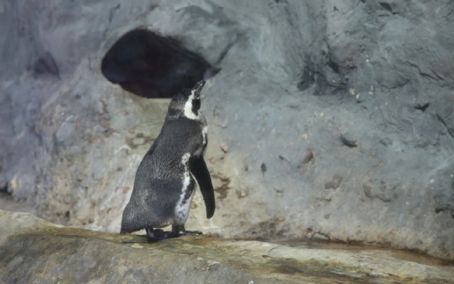 Aquário celebra aniversário do pinguim fêmea Fraldinha | Jornal da Orla