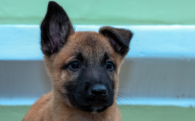 Petrus é o nome escolhido para cãozinho da GCM | Jornal da Orla
