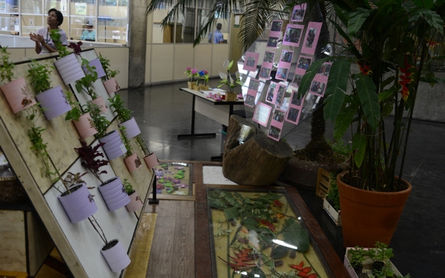Exposição revela o poder de cura das ervas medicinais | Jornal da Orla