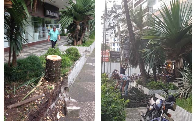Condomínio em Santos é multado em R$ 5 mil por corte de árvore