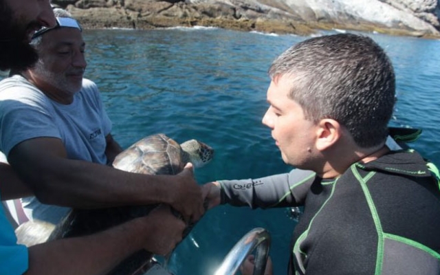 Após tratamento no Aquário, cinco tartarugas são devolvidas ao mar | Jornal da Orla