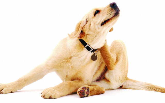 Dermatite canina | Jornal da Orla