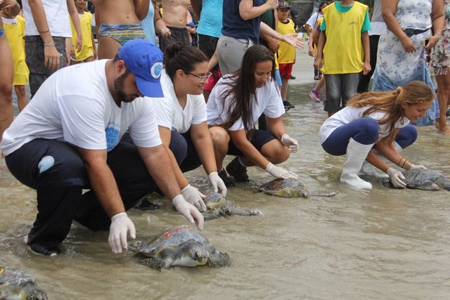Tartarugas são devolvidas ao mar em Guarujá | Jornal da Orla