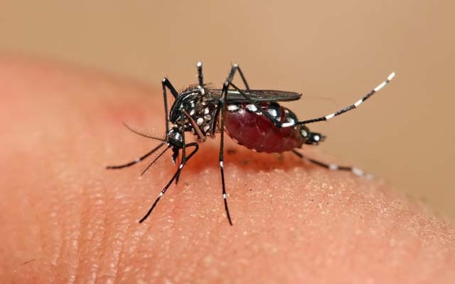 Marapé terá mutirão contra o Aedes Aegypti neste sábado