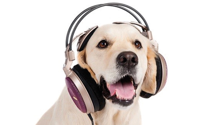 Aposte na musicoterapia para acalmar os pets | Jornal da Orla