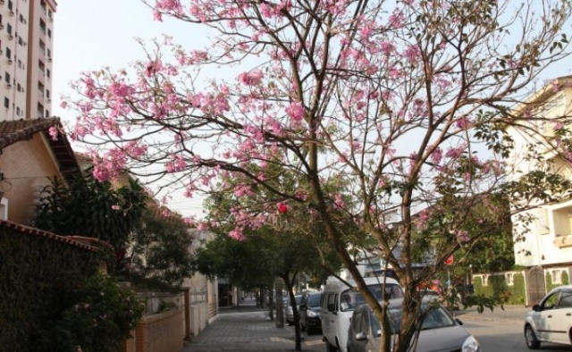 Santos lança concurso para escolher a árvore símbolo da cidade | Jornal da Orla