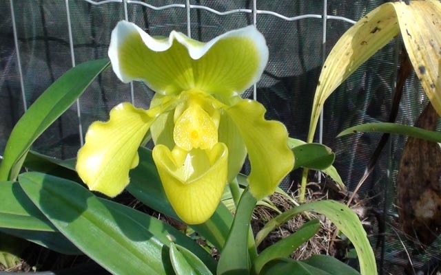 Feira de Orquídeas terá sorteio no Dia das Mães