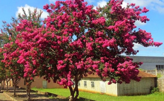 Projeto chr39Flores de Santoschr39 vai arborizar a Rua João Pessoa com resedás