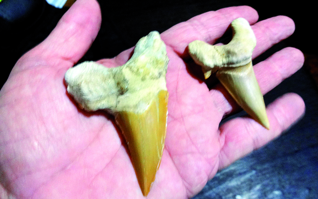 Dentes pré-históricos no Museu do Mar