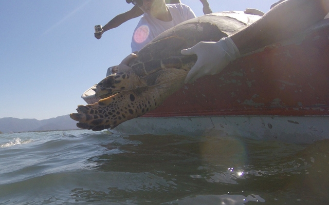 Após tratamento, tartarugas são devolvidas ao mar | Jornal da Orla