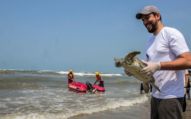 Tartarugas voltam ao mar em dia de limpeza de praias em Itanhaém | Jornal da Orla