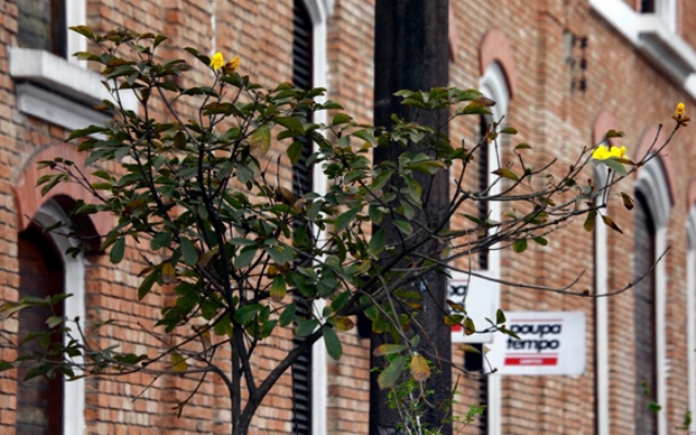 Rua João Pessoa ganhará 100 novas árvores