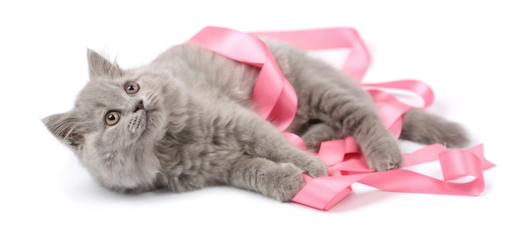 Prevenção de câncer de mama em cães e gatos | Jornal da Orla