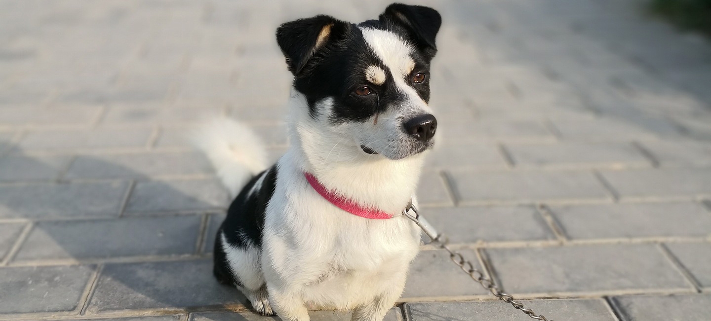 Mantenha o cachorro calmo antes do passeio | Jornal da Orla