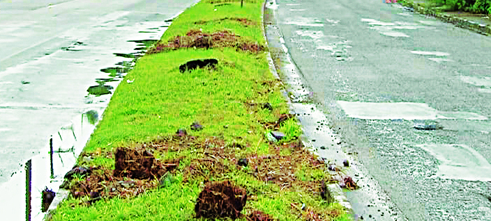 Retirada de árvores em trecho de Santos gera queixas