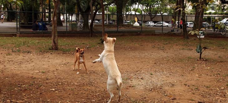 Reforma do parque de cães completa revitalização da Praça do Sesc | Jornal da Orla