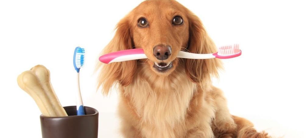 Como tratar placa bacteriana dos pets? | Jornal da Orla
