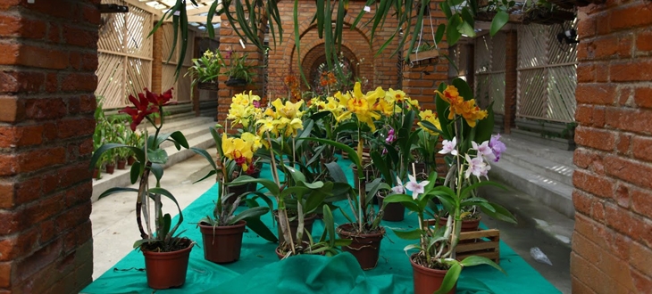 Mostra de orquídeas começa nesta sexta-feira (9) | Jornal da Orla