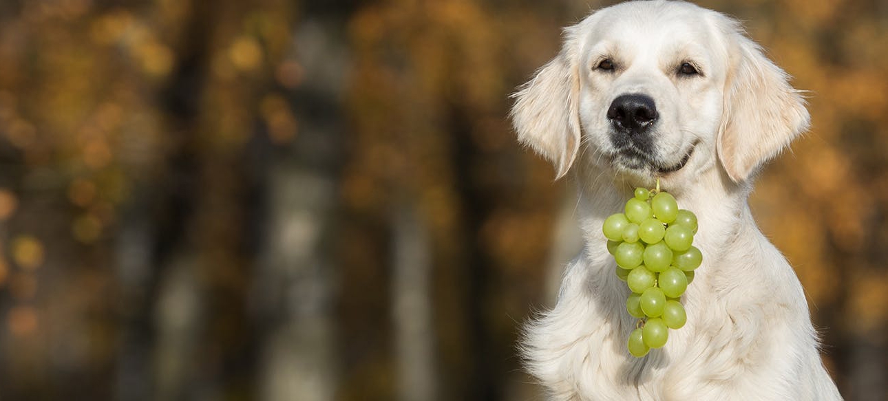 Cachorro não pode comer panetone | Jornal da Orla