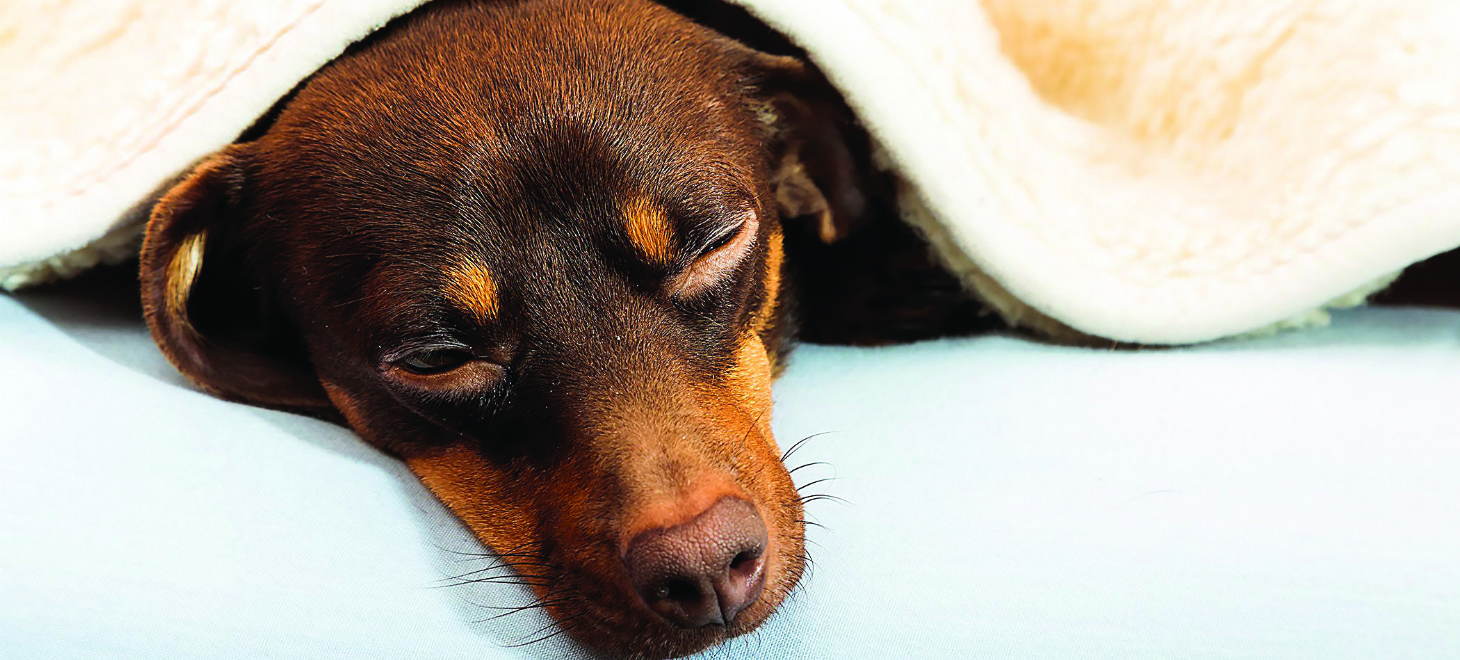 Sintomas de anemia em cães | Jornal da Orla