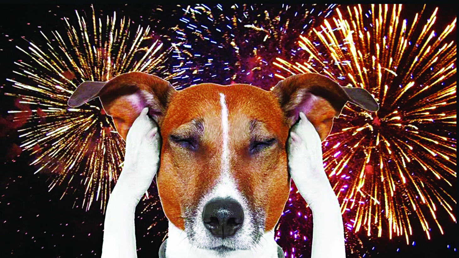Como proteger os cães do barulho dos fogos de artifício? | Jornal da Orla