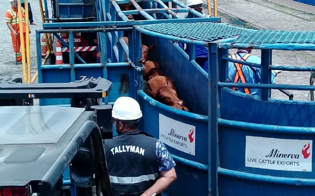Embarque de cargas vivas no Porto de Santos está suspenso | Jornal da Orla