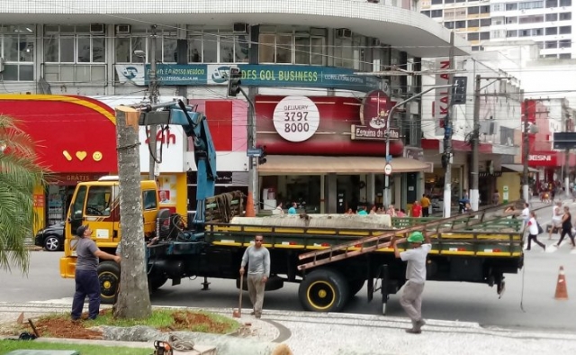 Palmeiras são retiradas da Praça da Independência para substituição