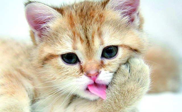 Dia Mundial do Gato: bichanos conquistam cada vez mais apaixonados | Jornal da Orla