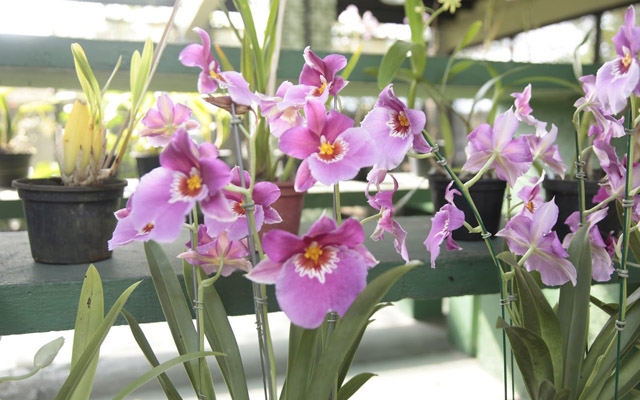 Domingo é dia de Feira de Orquídeas no Jardim Botânico