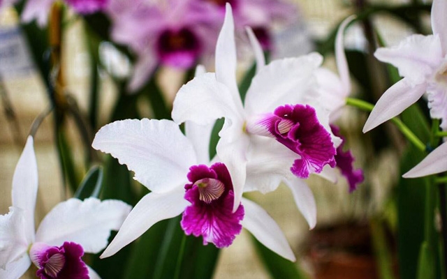 Orquidário tem exposição e feira de orquídeas no fim de semana