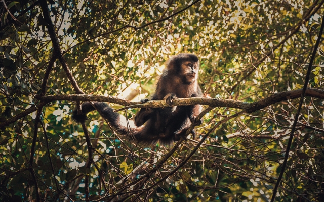 Febre amarela: Bertioga faz busca por macacos na mata | Jornal da Orla