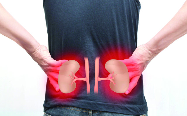 Saiba qual a importância dos rins para o corpo | Jornal da Orla
