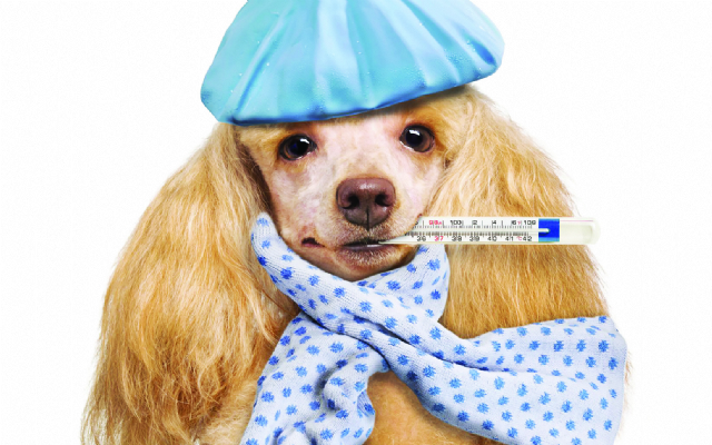 Gripe canina: como evitar? | Jornal da Orla