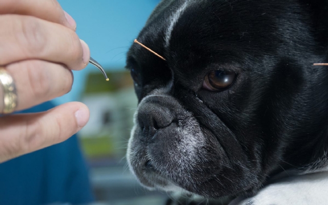 Benefícios da acupuntura para pets | Jornal da Orla