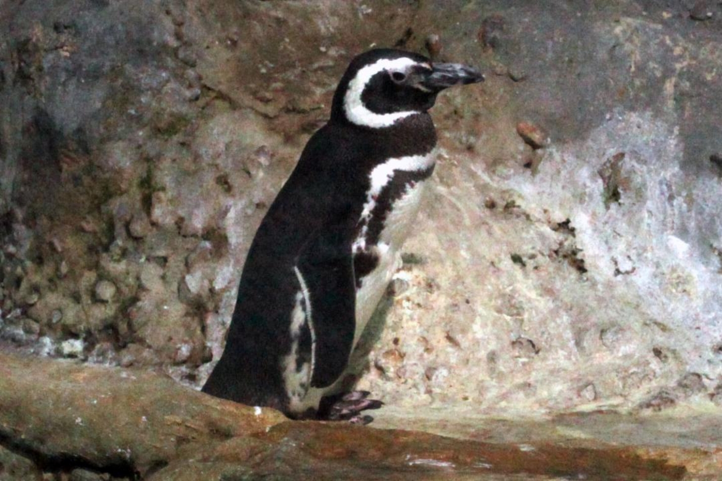 Pinguim fêmea Fraldinha morre no Aquário | Jornal da Orla