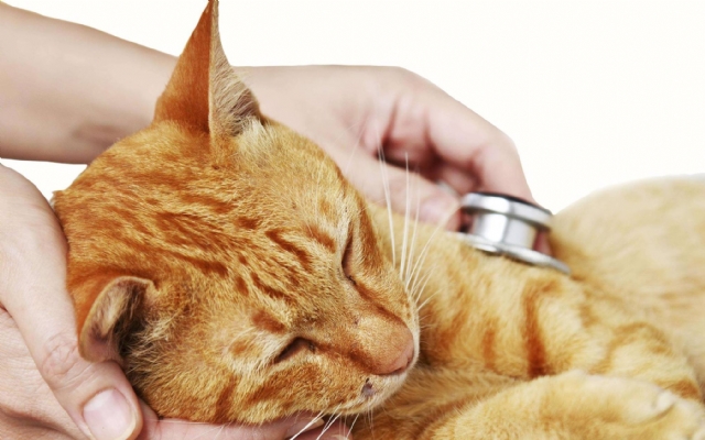 Gatos podem ter problemas de coluna | Jornal da Orla