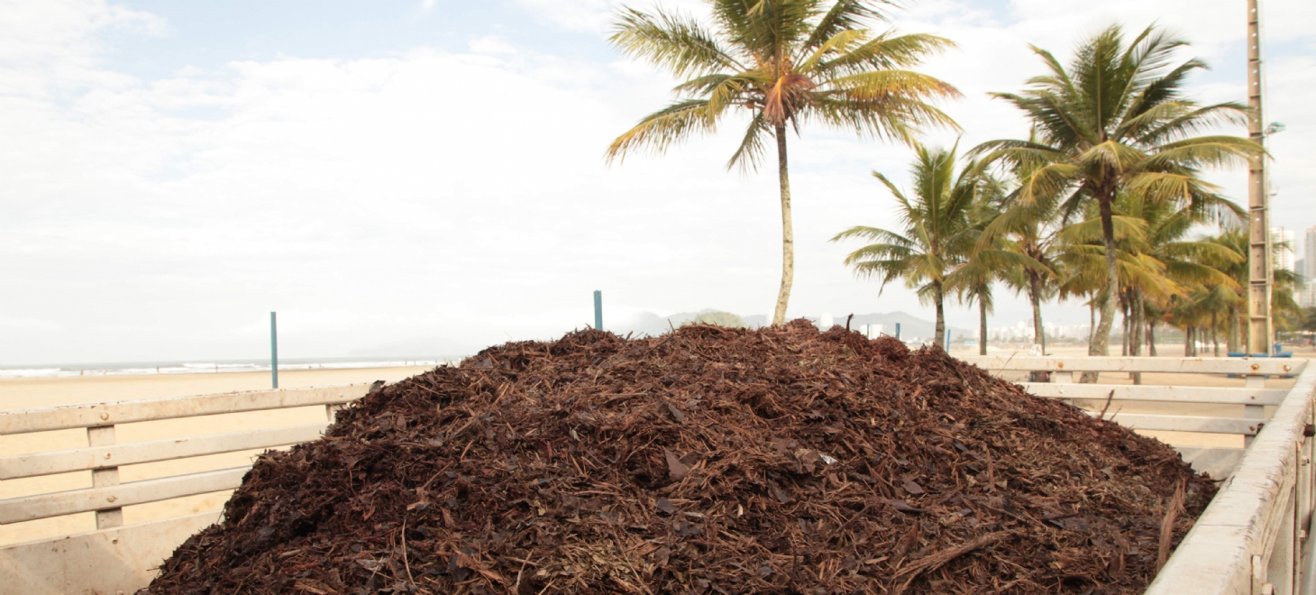 300 toneladas de vegetação se transformam em adubo para jardins e canteiros