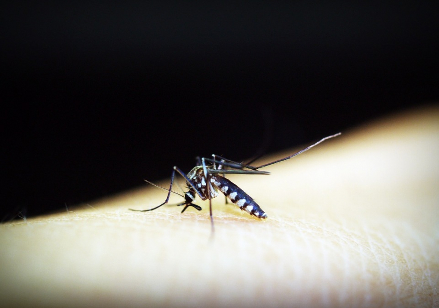São Vicente usa larvicida biológico para combater mosquito | Jornal da Orla