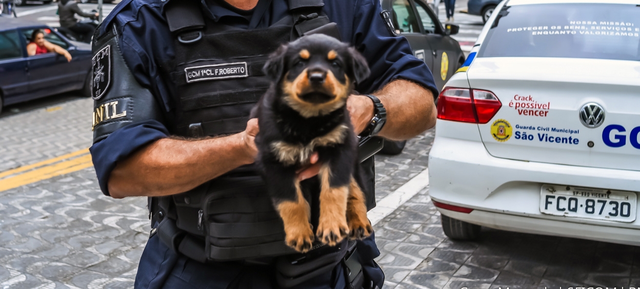 Ajude a escolher o nome do novo cão da Guarda Municipal de São Vicente